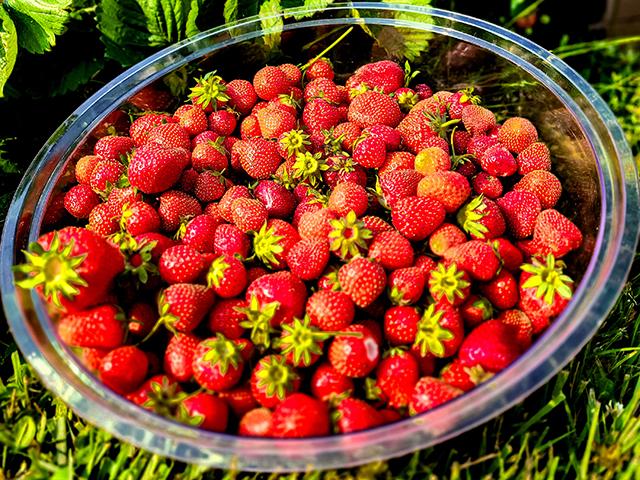 Childhood summers on the farm were defined by specific tasks such as picking strawberries. (DTN/Progressive Farmer photo by Katie Pratt)