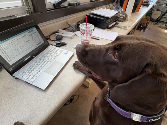 Watching grain trucks roll in to dump is all part of Sadie Sanderson's job as a farm dog on Henderson Farms, near Madison, Alabama. (Photo by Stuart Sanderson)