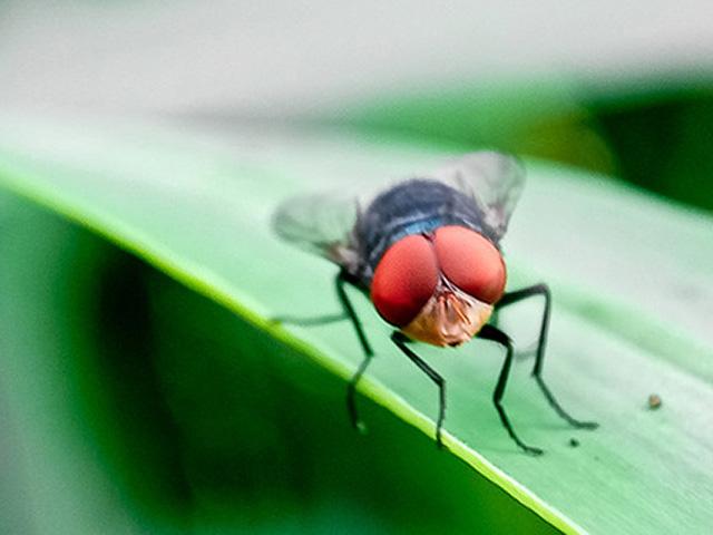 USDA opens a new sterile fly distribution center in Mexico to help combat the movement of New World screwworm in the country. (Photo courtesy of USDA)